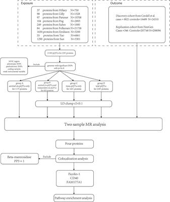 A large-scale plasma proteome Mendelian randomization study identifies novel causal plasma proteins related to primary biliary cholangitis